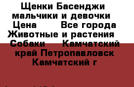 Щенки Басенджи ,мальчики и девочки › Цена ­ 1 - Все города Животные и растения » Собаки   . Камчатский край,Петропавловск-Камчатский г.